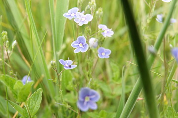 Przetacznik leśny - kwiat o pięknych biało niebieskich, drobnych, kwiatach  © tomo81
