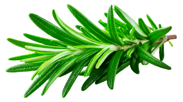 Green Rosemary Sprig Isolated Against Transparent Background