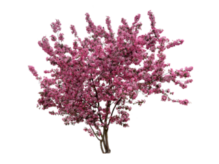 Flowering tree with pink flowers. Cherry blossom Sakura. Fruit tree flowers, cherry, plum, apple. Cut out