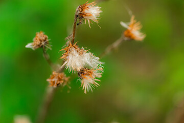 The flowers and plants that grow naturally in the fields are the main vegetation in the eastern part of North China