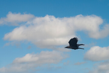 House Crow Flying High Against Blue Sky