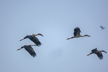 Open Bill Stork Birds Flying High Against Blue Sky