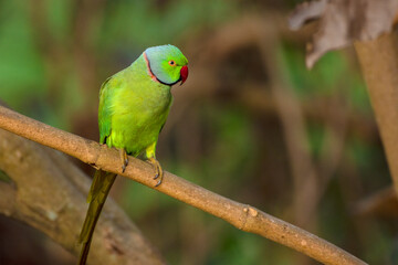 Rose-ringed Parakeet Perched on a Tree Branch in Natural Habitat