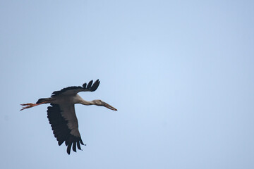 Open Bill Stork Bird Flying High Against Blue Sky