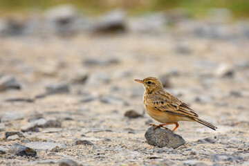 Paddy Field Pipit Bird Foraging on Ground in Natural Habitat