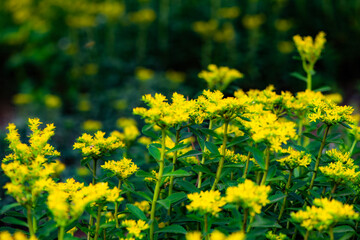 Obraz premium The vegetables used for greening in the park are blooming with yellow flowers