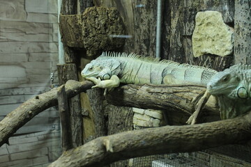 Two green iguanas crawl on the branches of a tree in a zoo. Funny Strange Animals