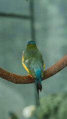 Colorful Australian finch bird perched on branch in close up view