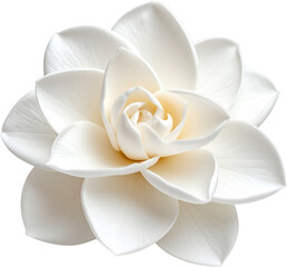 White magnolia flower in bloom with soft petals
