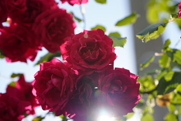 family of pink roses 