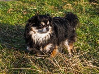 Chihuahua dog portrait in a field.
