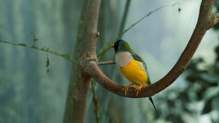 Fototapeta premium Small finch with bright feathers resting on thin branch in daylight