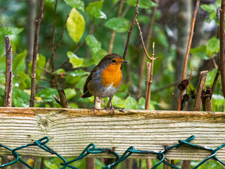 Robin, Erithacus rubecula, perched on a fence with copy space, UK Winter.