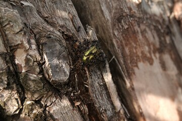 Żuk zielony na pniu drzewa atakowany przez stado czarnych mrówek