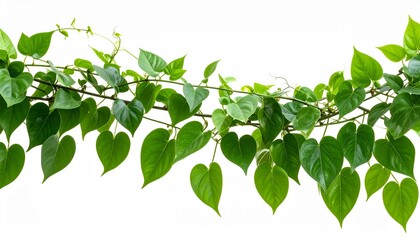 Arched Tropical Vine with Lush Green Leaves – Isolated PNG on Transparent Background for Botanical and Nature-Themed Designs