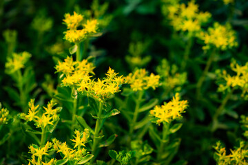 The vegetables used for greening in the park are blooming with yellow flowers