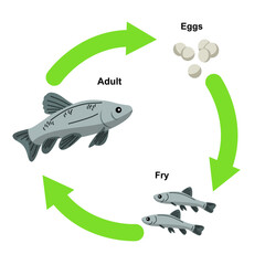 Vector illustration of a fish life cycle showing the stages of development from eggs to fry and then to an adult fish. This educational diagram is perfect for teaching biology, marine science, and zoo