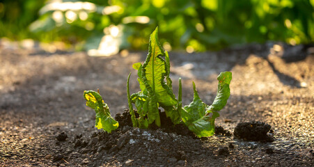 A plant sprout breaks through the asphalt. Strength and endurance in nature. The concept of...