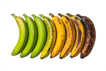 Banana ripening stages from green to overripe, food spoilage concept, fruit maturation chart, freshness timeline, nutrition education, aging process, produce shelf life, biology visual aid