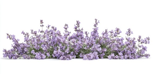 Naklejka premium Lush lavender border