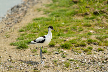 Fototapeta premium portrait d'une très belle avocette élégante au printemps sur une plage de bord de mer