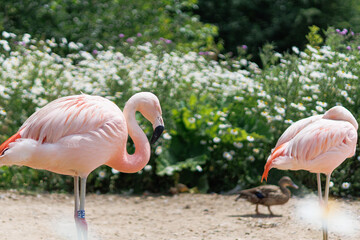 pink flamingos in the zoo