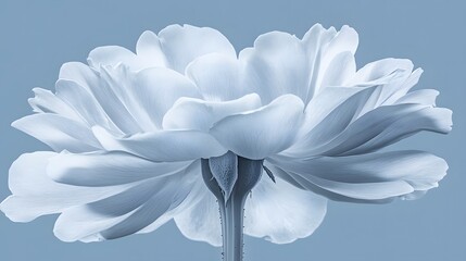 Elegant Blue Rose Bloom Closeup Soft Petals Flower