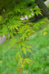 Japanese maple tree branches with leaves against spring green park background.Closeup photo.Landscaping concept.Free copy space.