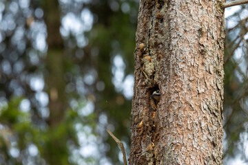 Obraz premium woodpecker on tree
