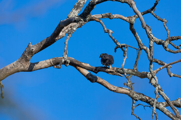 An African cuckoo hawk perched in a dead tree