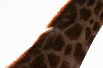 a giraffe's mane missing a section © Jurgens