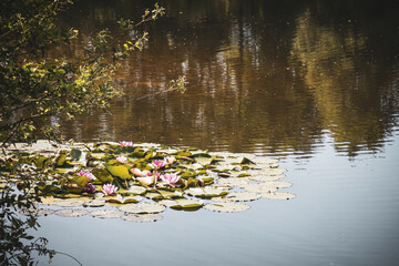 Baggersee near Achmer – Peaceful Lake with Forest Reflections in a Tranquil Landscape