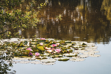 Baggersee near Achmer &ndash; Peaceful Lake with Forest Reflections in a Tranquil Landscape