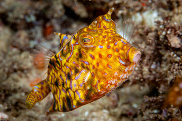 Mozambique, Inhambane, Tofo, Thornback Cowfish (Lactoria fornasini)