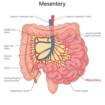 mesentery and its connection to arteries, veins, small intestine, and colon in the human body diagram hand drawn schematic raster illustration. Medical science educational illustration