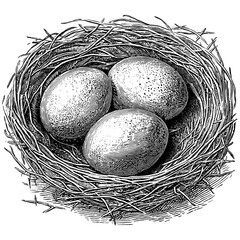 A vintage line art style illustration of a chicken nest is presented in a black and white outline engraving, with a scratch board imitation on a white background