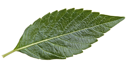 Close-up of a single, vibrant green leaf