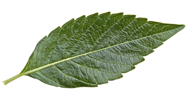 Close-up of a single, vibrant green leaf