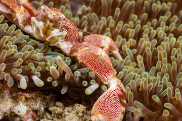 Mozambique, Inhambane, Tofo, Porcelain Anemone Crab (Neopetrolisthes maculatus)