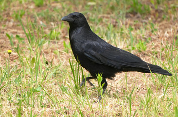 Obraz premium A black Carrion Crow (Corvus corone) walks across a green grass field