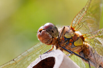 macro photograph of a dragonfly perched on a wooden surface