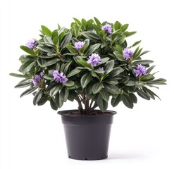 A vibrant rhododendron plant in a black pot, featuring clusters of small, light purple flowers and lush, dark green foliage