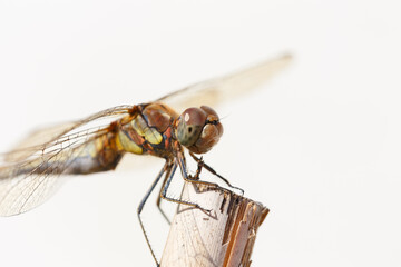 macro photograph of a dragonfly perched on a wooden surface