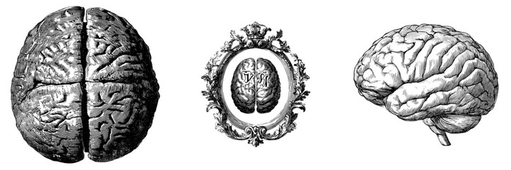 A hand-drawn vintage brain is depicted from the top, featuring an engraved retro style on a transparent background