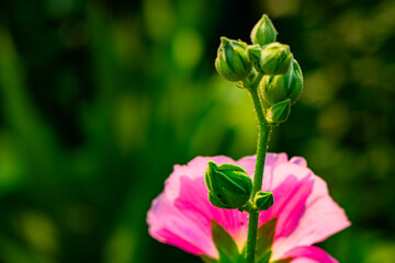 Colorful and beautiful hibiscus flowers bloom in summer