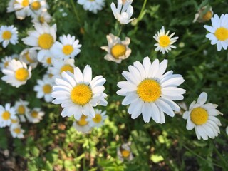 daisies