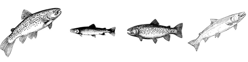 A sketch of black and white trout for use in nature and art projects