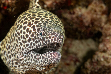 Mozambique, Inhambane, Tofo, Laced, Honeycomb Moray Eel (Gymnothorax favagineus)