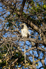 A vervet monkey sitting in a tree