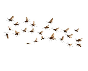 Swarm of insects in flight